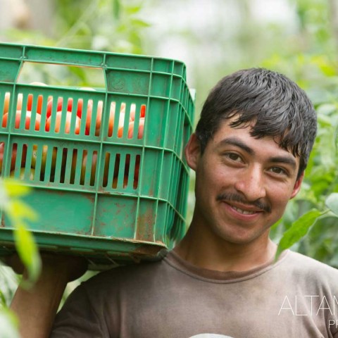 Harvesting high quality produce