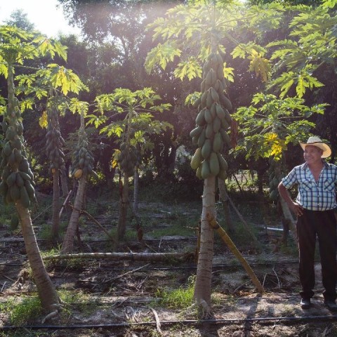 Building sustainable supply chains to reverse the “Paradox of the Starving Farmer”