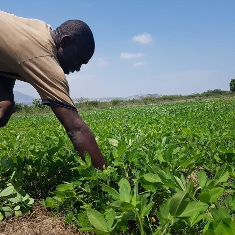 Transforming the Haitian Peanut Sector